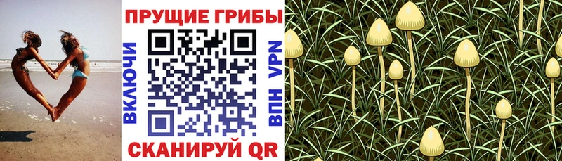darknet телеграм  Спасск  Галлюциногенные грибы мухоморы 